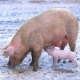 Mann verging sich in Stall an Schweinen - Schockierender Fall von Zoophilie