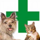 Erste Hilfe bei Hund & Katze: Anfall
