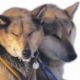 Yukon Quest™ - Das härteste Hundeschlittenrennen der Welt