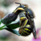 Weltweite Verluste von Honigbienen - was sind die Ursachen?
