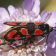 Das Insekt des Jahres: Aufmerksamkeit für die artenreichste Gruppe von Tieren