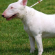 Ab sofort Pflicht: Weiterhin harsche Kritik am Wiener Hundeführschein