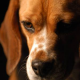 Nach Autounfall: Schäferhund rettet Beagle durch Blutspende