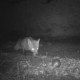 Überwachungskamera entlarvt Fuchs als Dieb von 32 Boule Spielkugeln