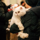 Ukraine - Auf der Flucht mit Haustieren: Wie man helfen kann
