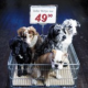Wühltischwelpen nein Danke! – Kampagne gegen den grausamen Handel mit Hundewelpen