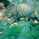 Artenschutz: Aktionsplan soll Wildkatze in Österreich wieder heimisch machen