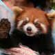 Verbot von Tierdressuren in chinesischen Zoos tritt in Kraft