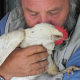Die hinkende Laura: Physiotherapie für eine Henne
