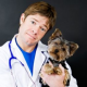 Jack Russell Terrier mit blutigem Ausfluß (911)