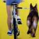 Radfahren mit Hund