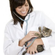 Katze: Test auf Toxoplasmose (207)