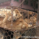 China will Hunde von der Speisekarte verbannen