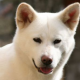 Akita Inu