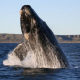 Mutigen Greenpeace-Kämpfern gegen den japanischen Walfang drohen 10 Jahre Haft