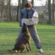 Österreichische Tierärztekammer begrüßt Verbot von Schutzhundesausbildung für private Hundehalter