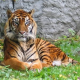 Elf Tiger in chinesischem Tierpark verhungert