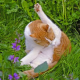 Arthrose bei Katzen - die heimliche Volkskrankheit