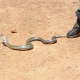 Entwichene Kobra aus Mühlheim ist tot - 100.000 Euro Schaden
