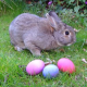 Der Osterhase: Frohe Ostern - Joyeux Pâques - Feliz Páscoa - Happy Easter - Счастливой Пасхи