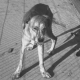 Tollwut bei Hund und Katze