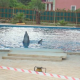 Zwei Delphine als Touristen-Attraktion in engen Pool gepfercht