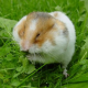 Junge grillt Hamster in Mikrowelle: Jugendknast