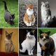 Schrecklicher Verdacht: 50 entführte Katzen zu Rheumadecken verarbeitet?