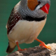 Singen, Schnattern, Trillern: So unterhalten sich Zebrafinken