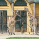 Keine Gesprächsbasis zwischen Tierschutzverein und Tiergarten Schönbrunn