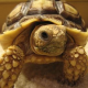 Griechische Landschildkröte mit Augenproblemen (882)
