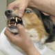 Warum gesunde Zähne bei Hunden so wichtig sind