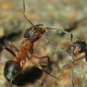Insekt des Jahres 2011: Die Große Kerb-Ameise