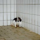 Wissenschaftliche Studien bezweifeln die Aussagekraft von Tierversuchen