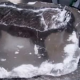 Tierquäler oder Mafia: Hund in Eisblock eingefroren