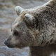 Bärenmörder von Roznik aus der Jägerschaft ausgeschlossen