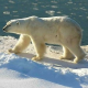 Eisbärenhaltung in Zoos immer stärker unter Kritik
