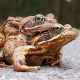 Italiener stehlen Frösche aus Kärntens Amphibienschutzanlagen um sie an Restaurants zu verkaufen