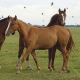 Forscher weisen nach: Pferde erkennen ihre Konkurrenten am Kotgeruch