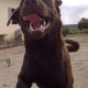 Hundeattacken: Hundehaltern fehlt oft jegliches Problembewusstsein
