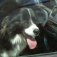 Jedes Jahr verenden Hunde grauenvoll im überhitzen Auto