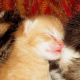 Unglaublich: Tierärztin tötet gesunde Katzenbabys!