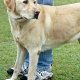 Versicherung empfiehlt Hundehalterin Tötung: