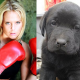 Wieder feiger Giftköderanschlag: Labrador-Welpe der österreichischen Kickboxweltmeisterin vergiftet