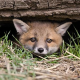 Tierschutz-Aktionstag im Tiergarten Schönbrunn im Zeichen des
