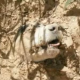 Hund angeschossen, gefesselt und lebendig begraben