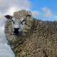 Tierquäler schleifen Schaf hinter Auto her: Haftstrafe