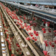 EU-Kommissar Dalli für Käfighühner und gegen Freiland-Hennen