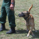 Jäger zeigt im TV illegale Elektroschockgeräte für Jagdhunde - Tierschutz erstattet Anzeige