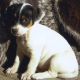 Dreiste Diebe klauen Jack Russel Terrier Welpen